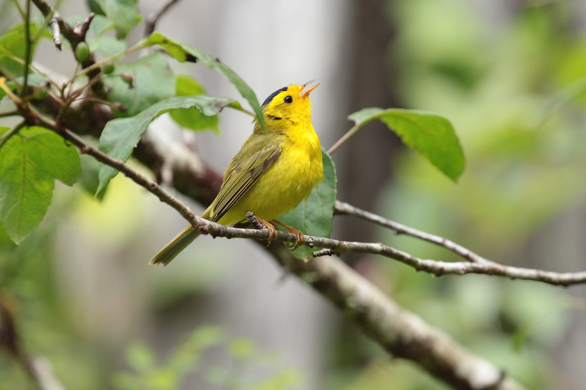 Wilson's Warbler - ML643803324