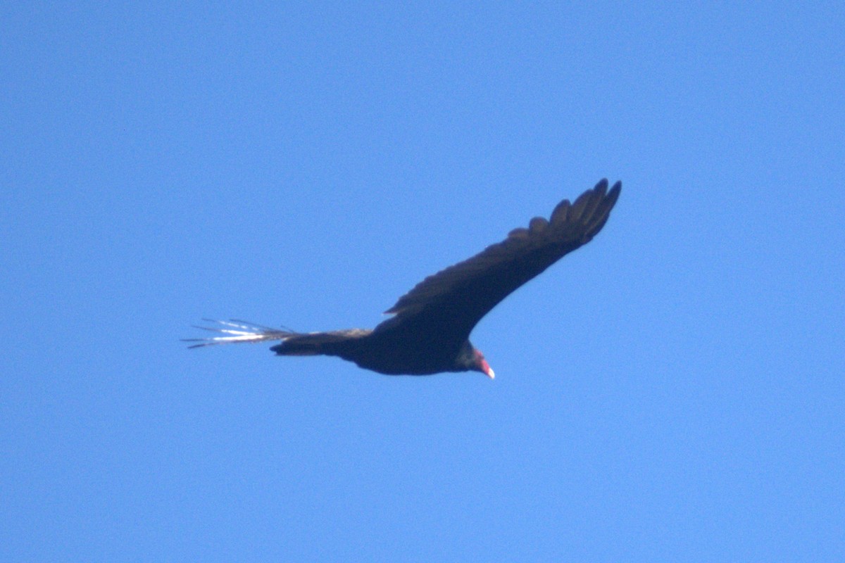 Turkey Vulture - ML643803326