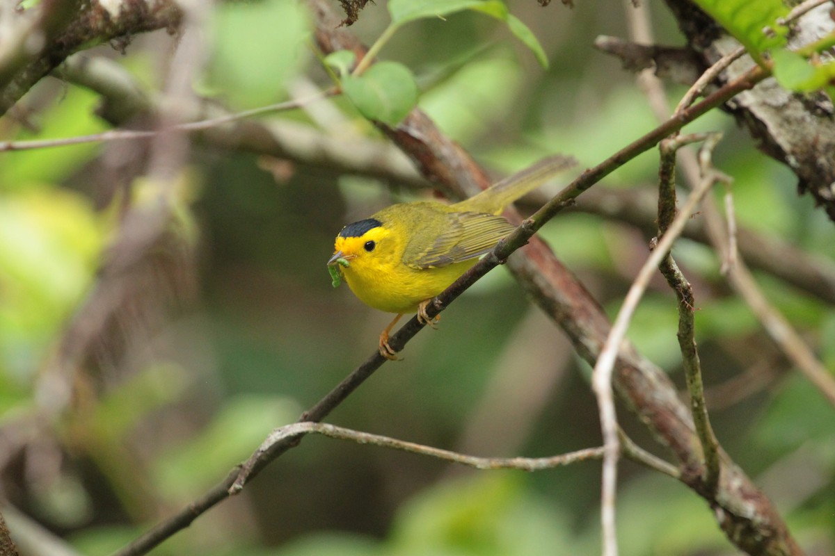 Wilson's Warbler - ML643803327