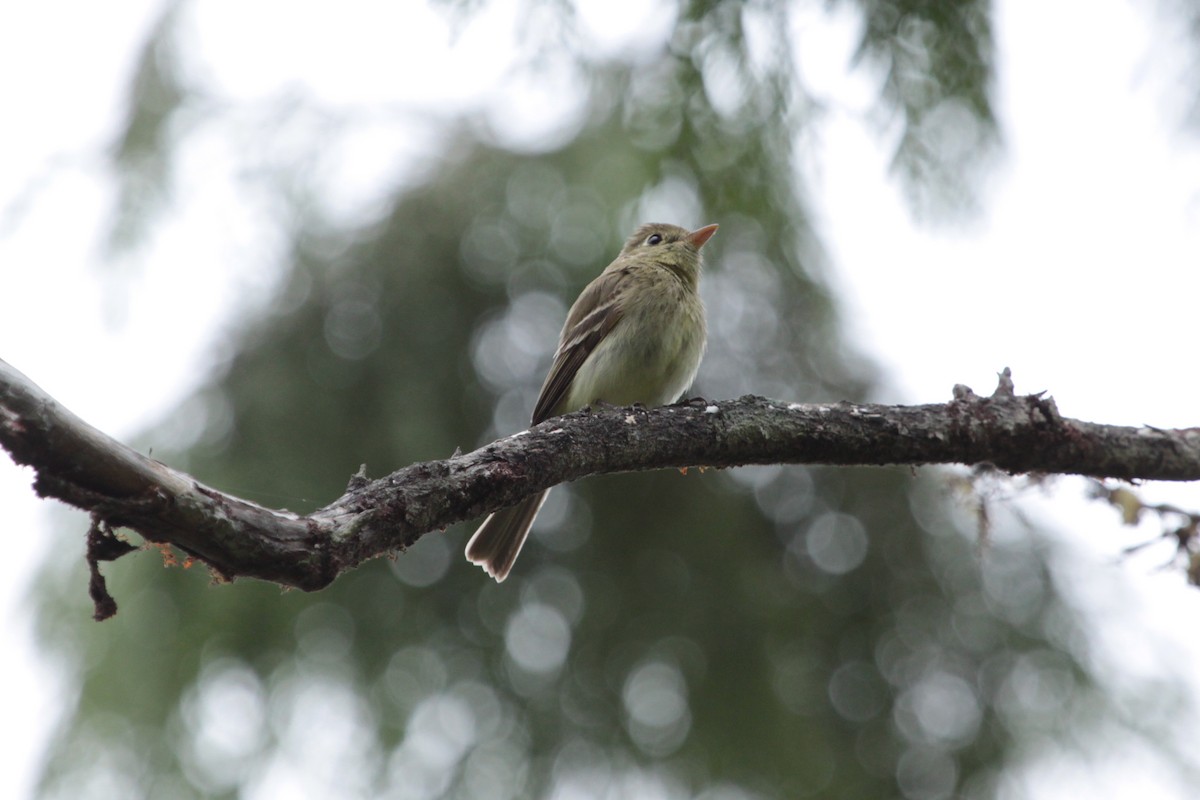 Western Flycatcher (Pacific-slope) - ML643803346
