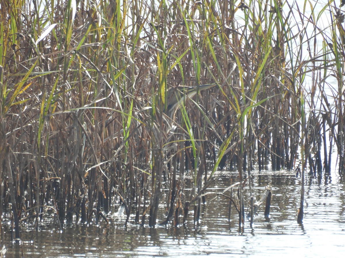 American Bittern - ML643803349