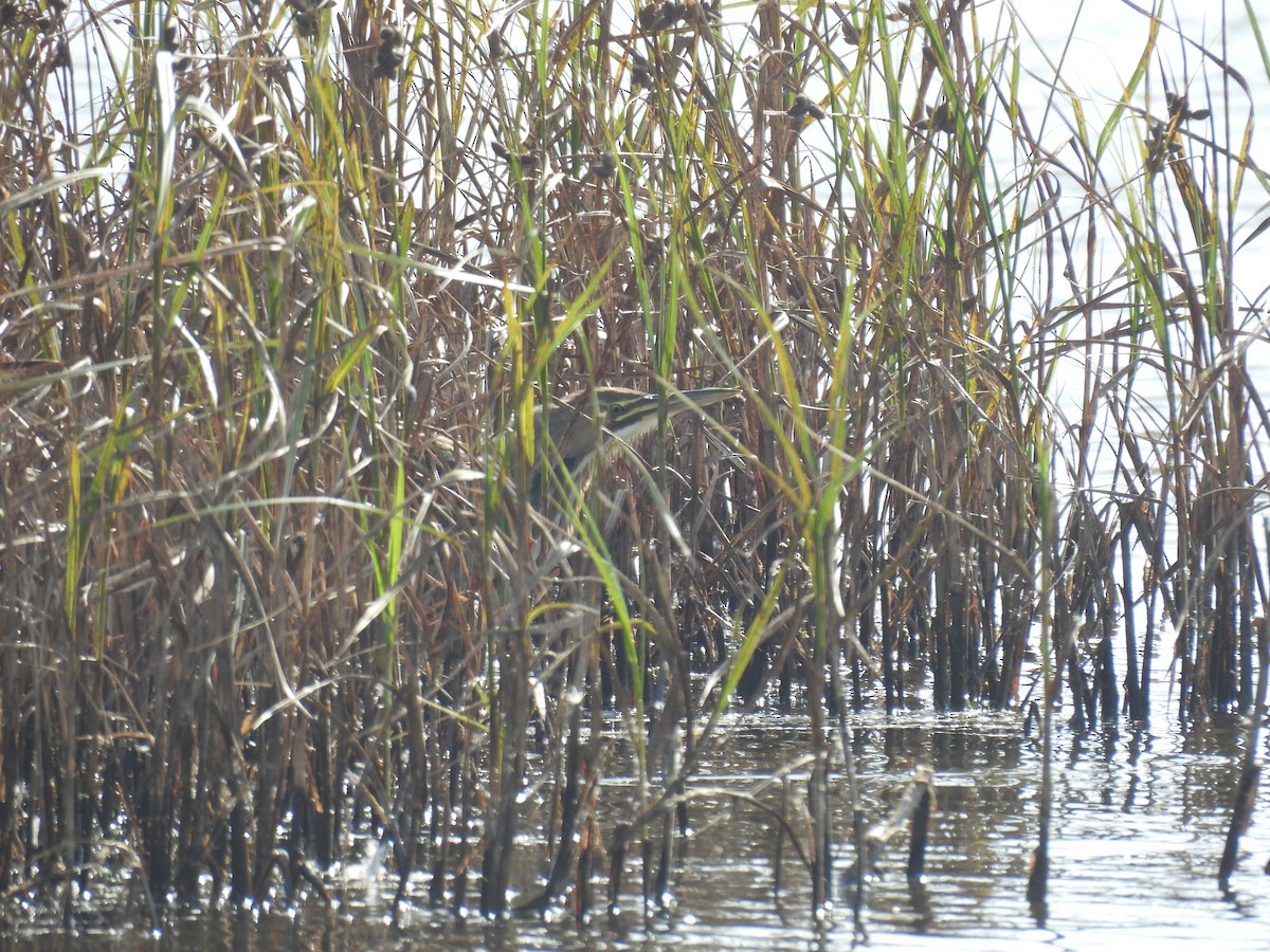 American Bittern - ML643803352
