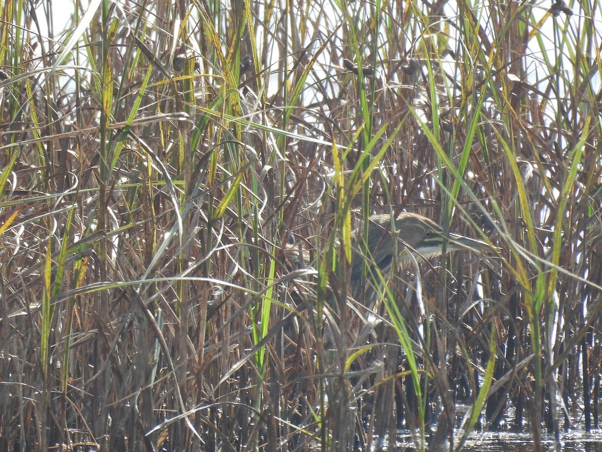 American Bittern - ML643803356
