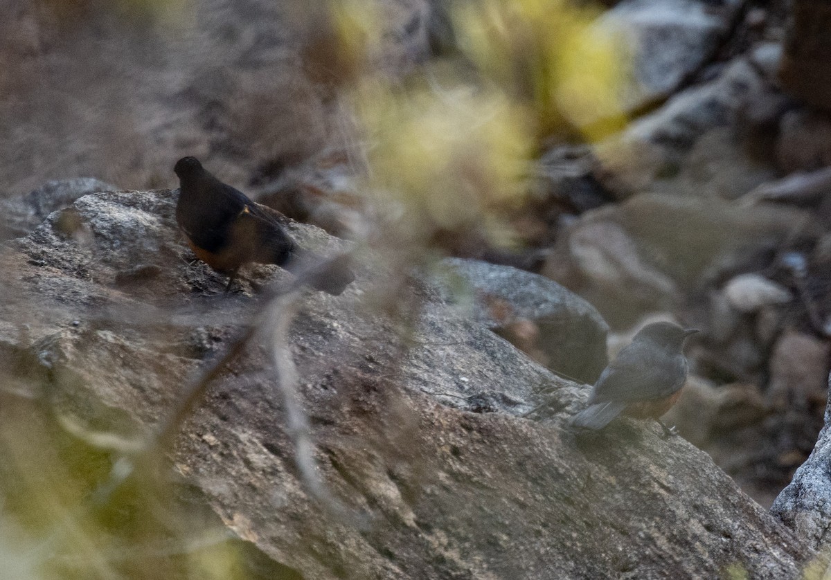 Mocking Cliff-Chat - ML643803360