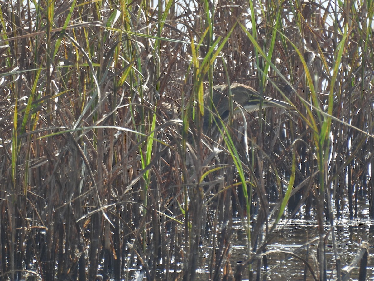 American Bittern - ML643803361