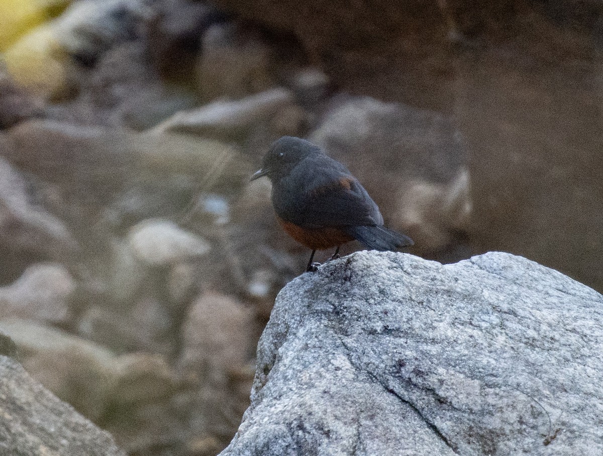 Mocking Cliff-Chat - ML643803364