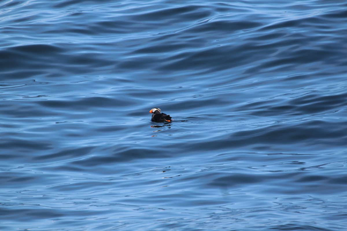 Tufted Puffin - ML643803373