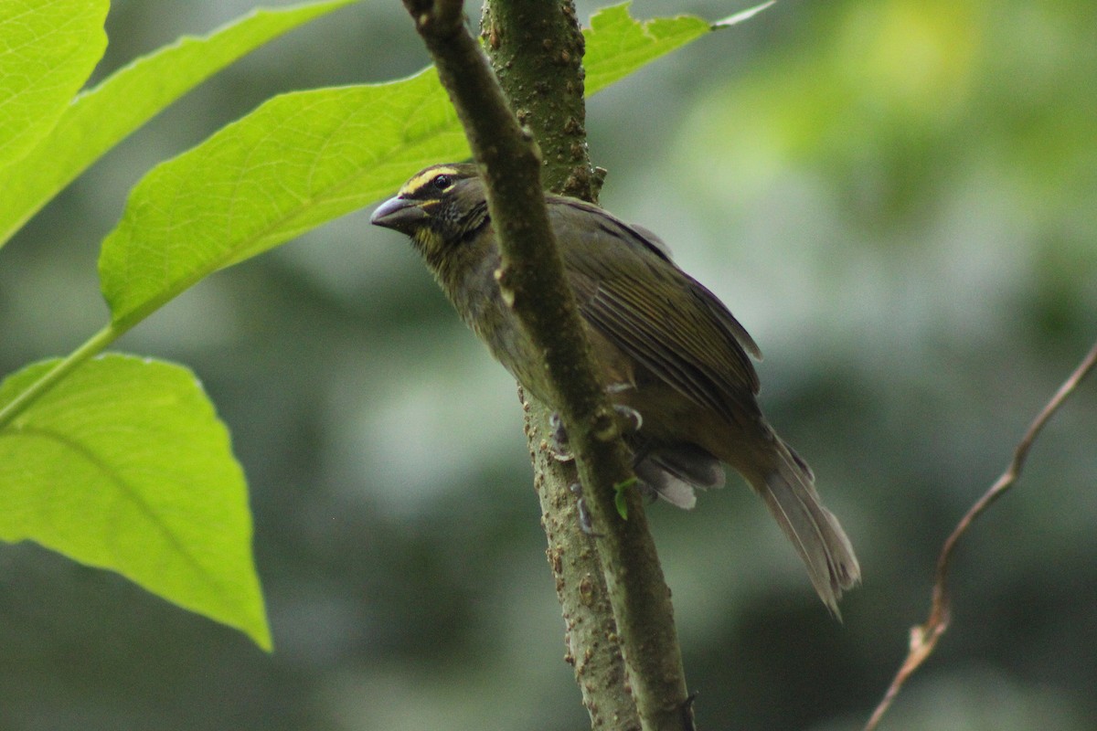 Cinnamon-bellied Saltator - ML643803376