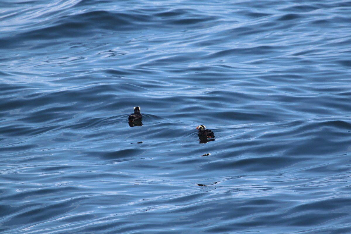 Tufted Puffin - ML643803377