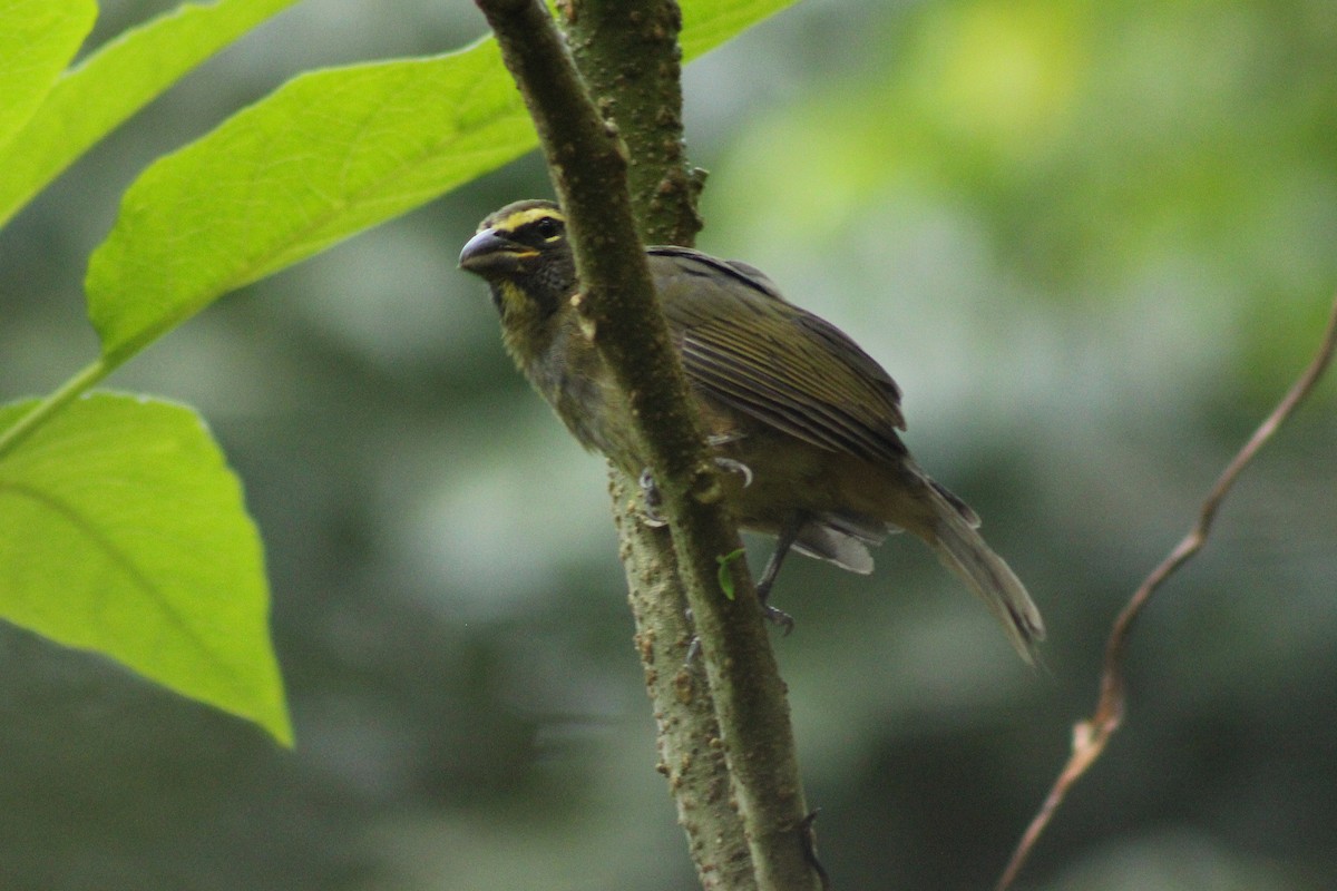 Cinnamon-bellied Saltator - ML643803380