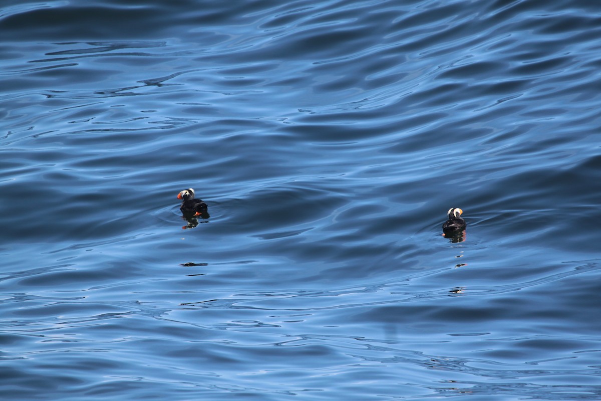 Tufted Puffin - ML643803381