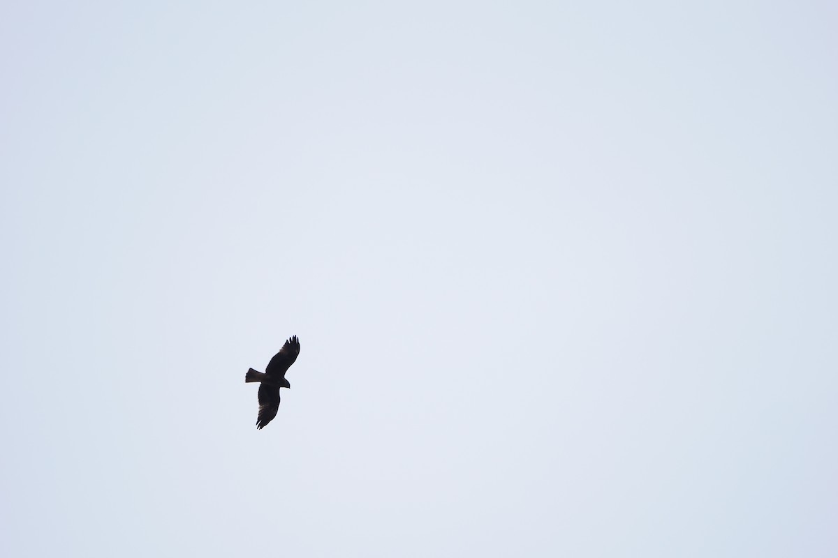 Бахим бүргэд - ML643803383