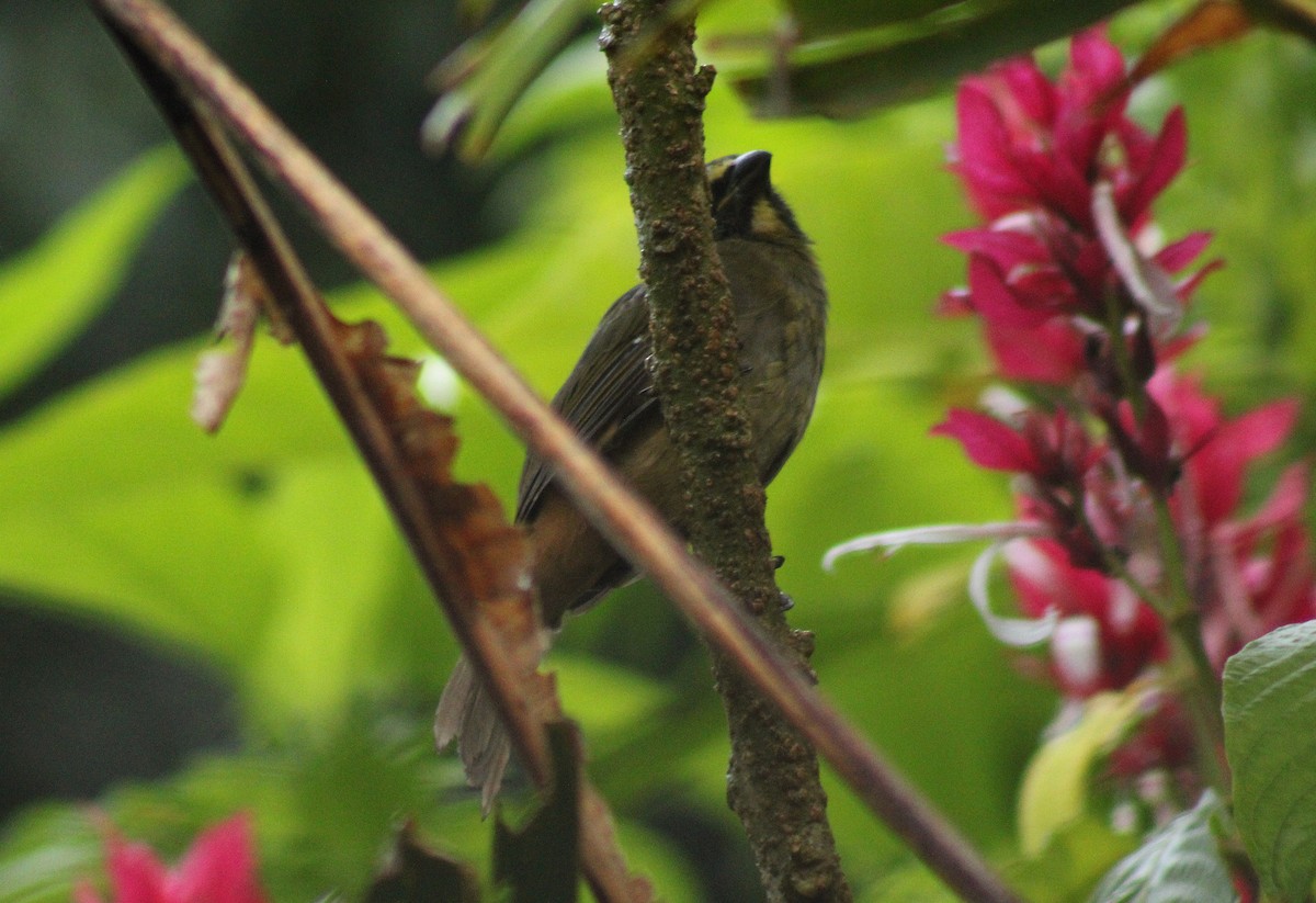 Cinnamon-bellied Saltator - ML643803384