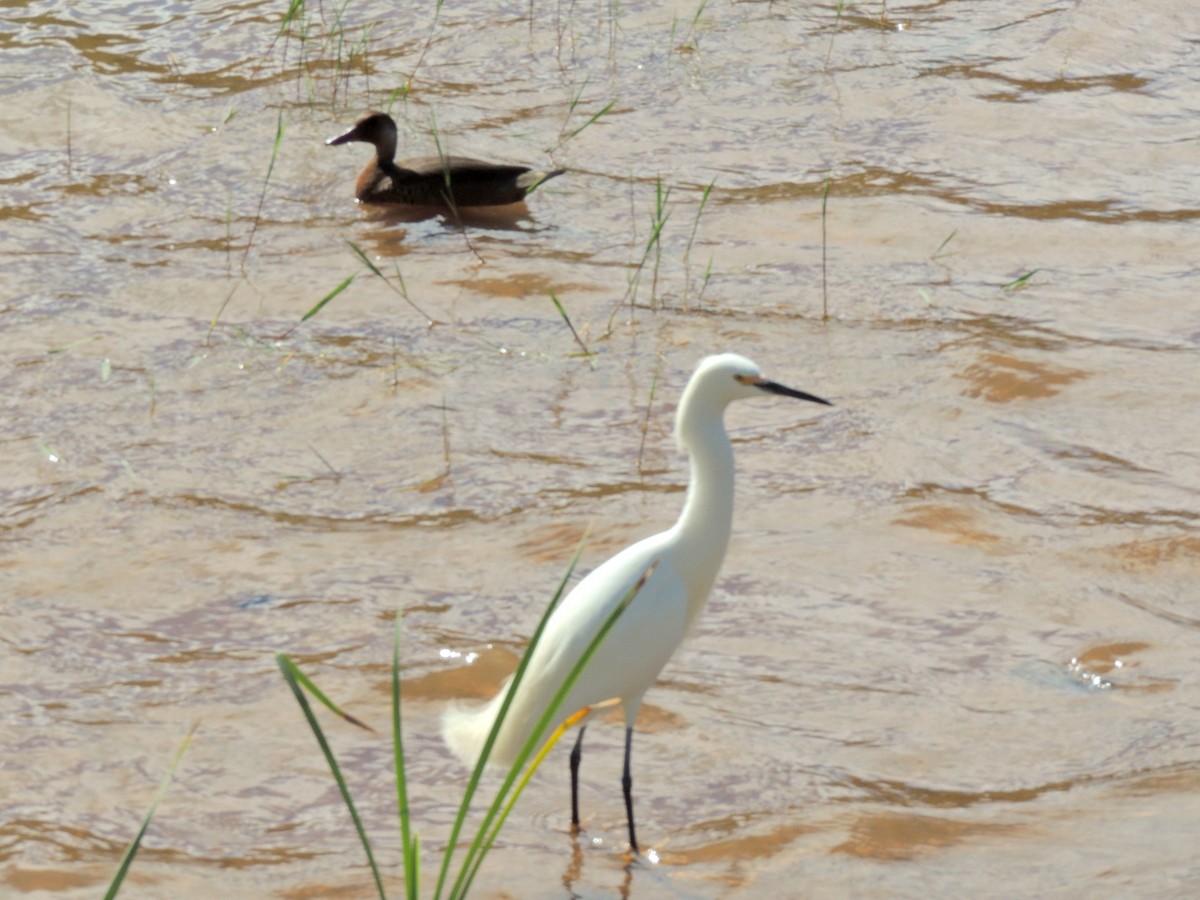 Snowy Egret - ML643803385
