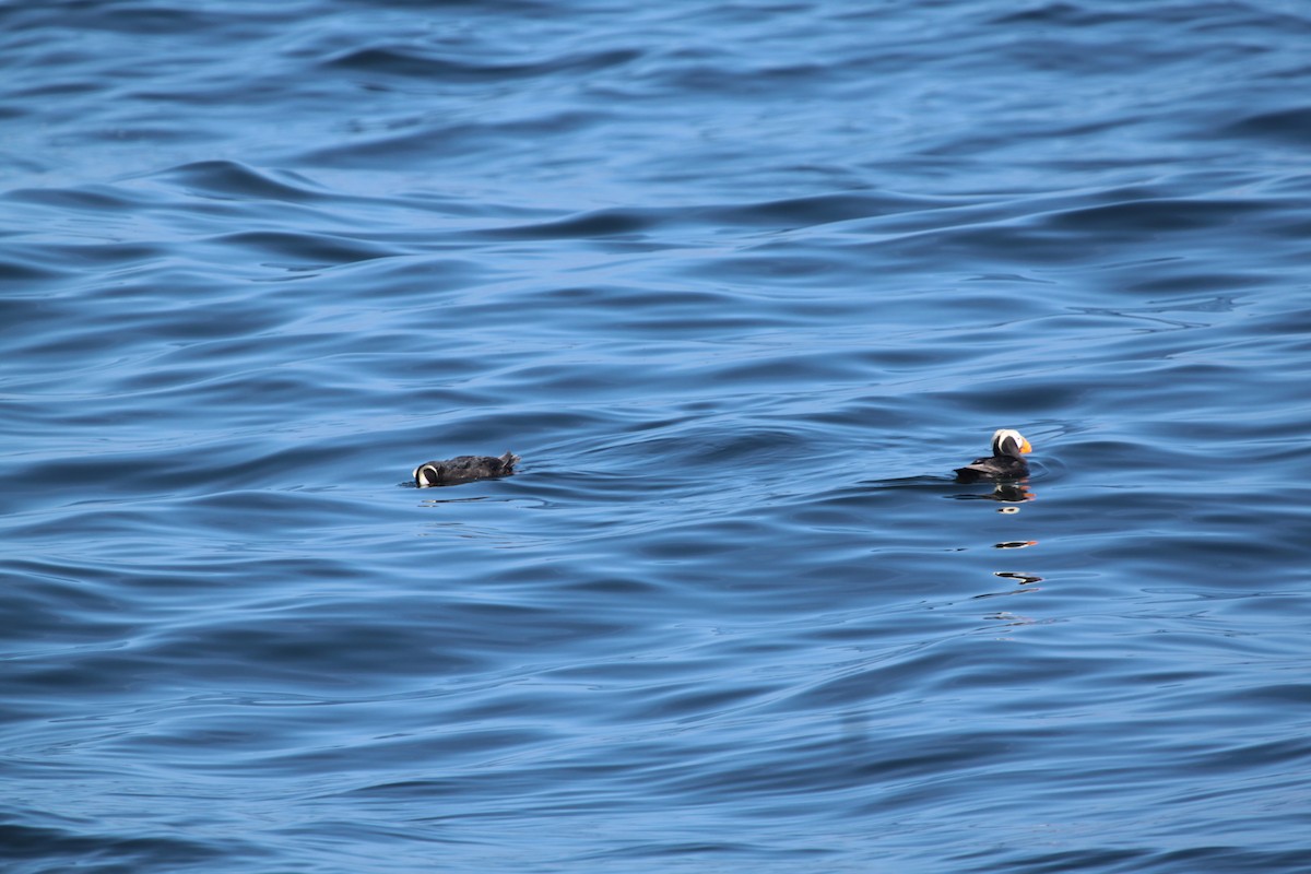 Tufted Puffin - ML643803386