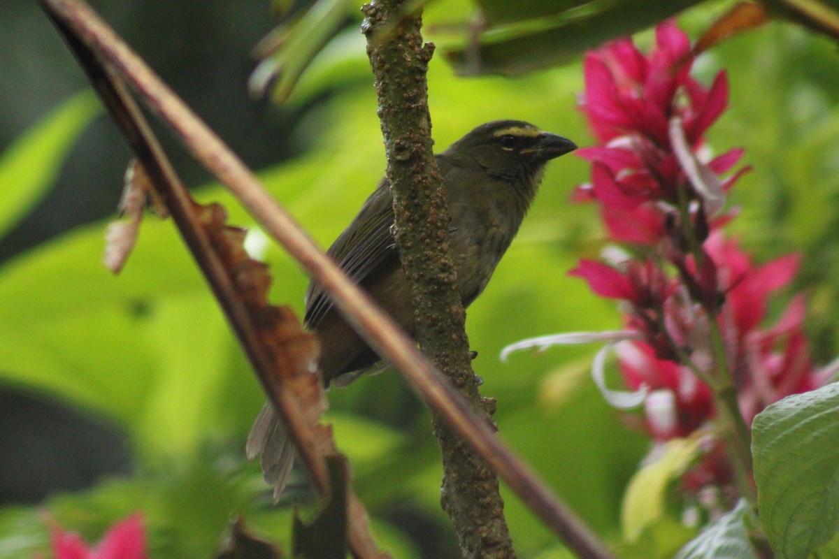 Cinnamon-bellied Saltator - ML643803388