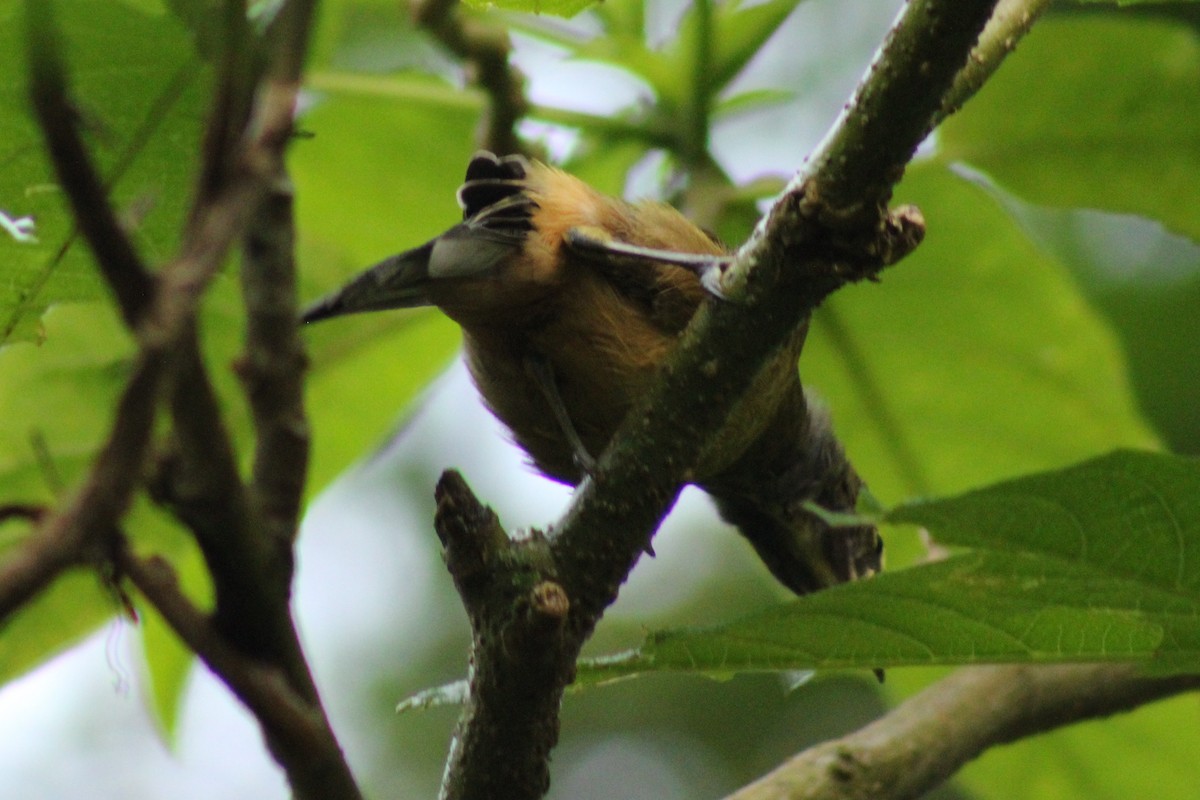 Cinnamon-bellied Saltator - ML643803391