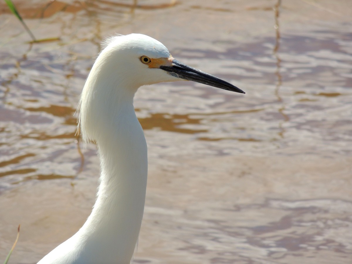 Snowy Egret - ML643803394