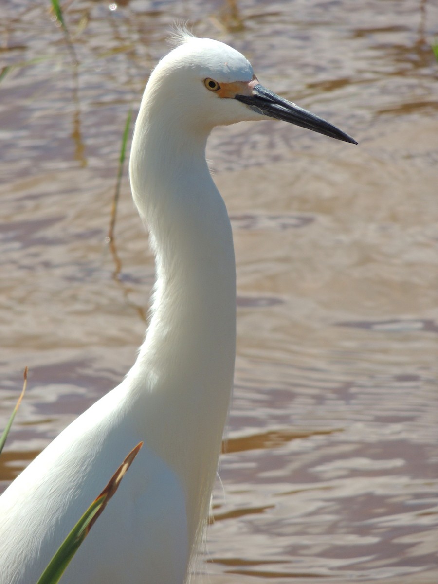 Snowy Egret - ML643803396
