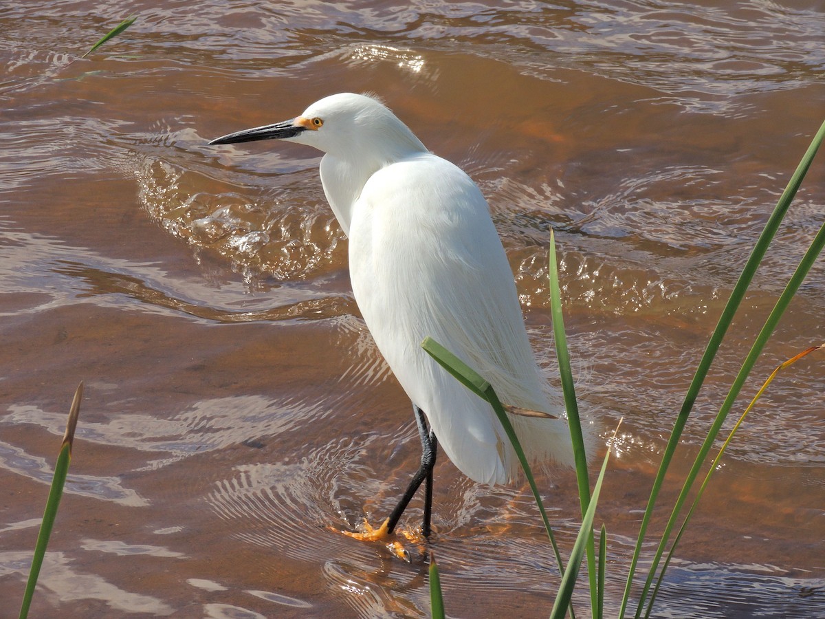 Snowy Egret - ML643803402