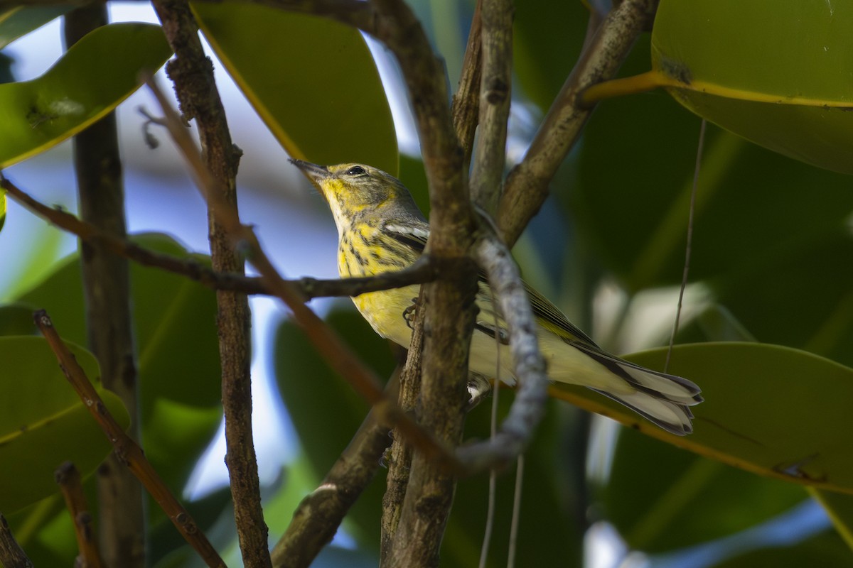 Cape May Warbler - ML643803404