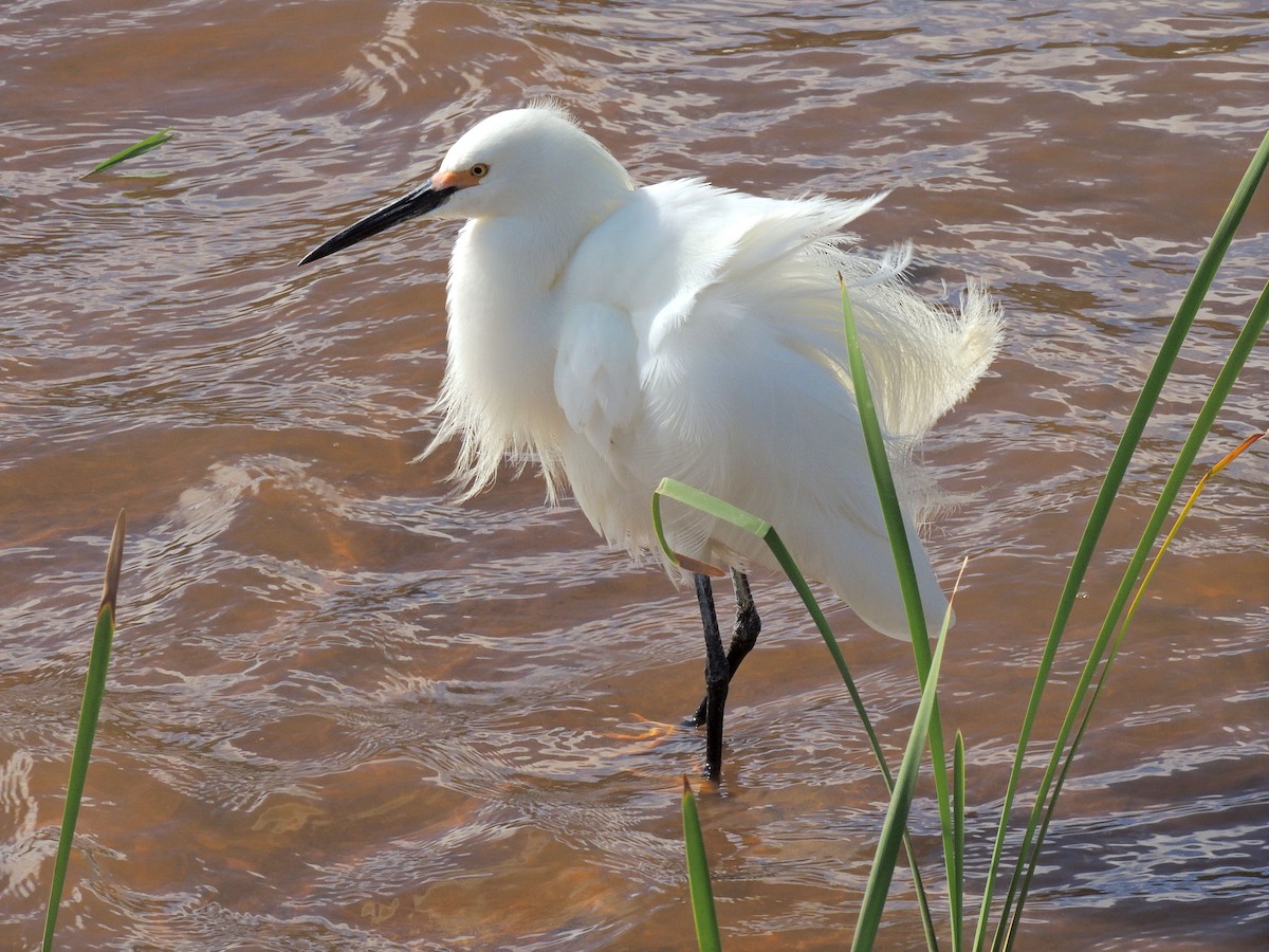 Snowy Egret - ML643803407