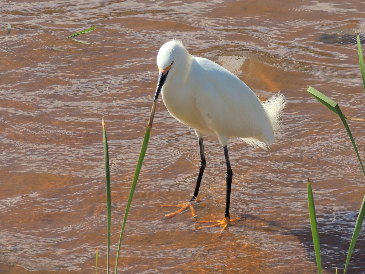 Snowy Egret - ML643803408
