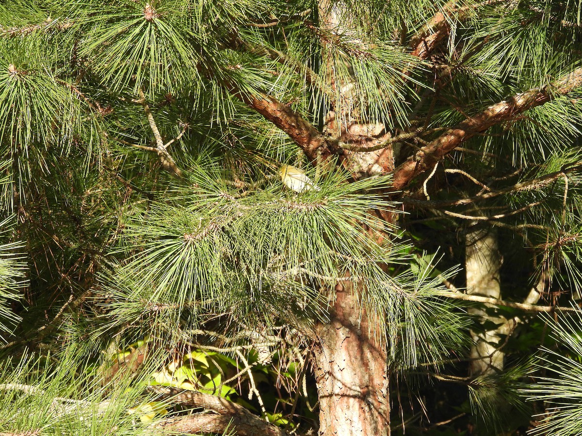 Pine Warbler - ML643803452