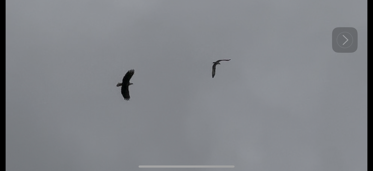 Osprey - ML643803453