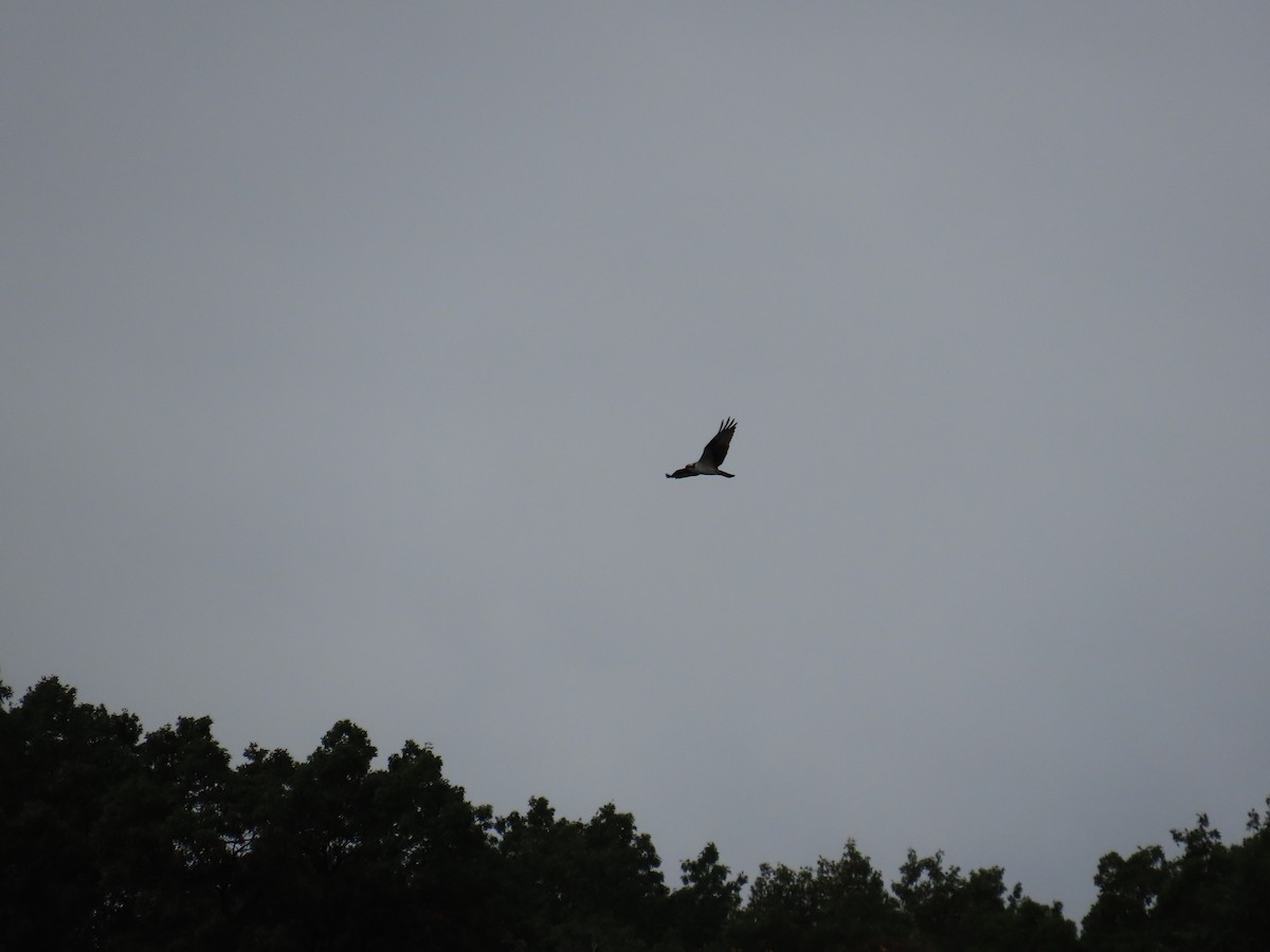 Osprey - ML643803454