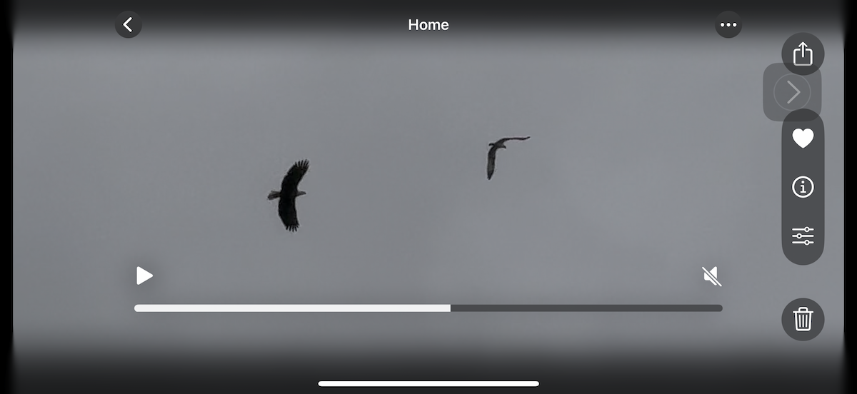 Osprey - ML643803455
