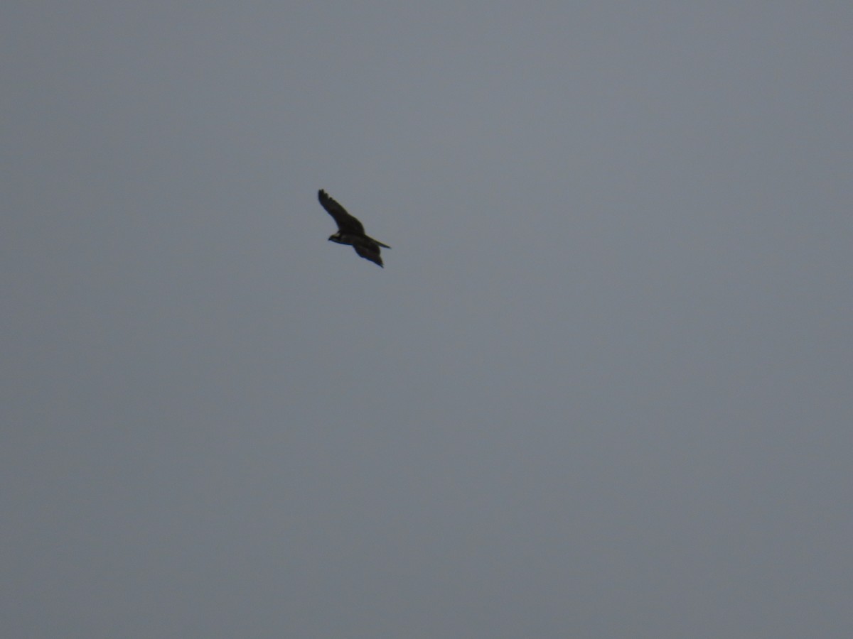 Osprey - ML643803459