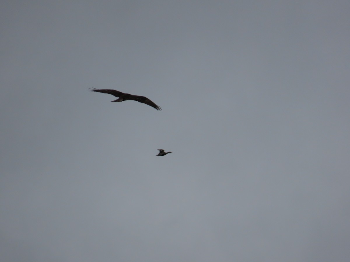 Osprey - ML643803460