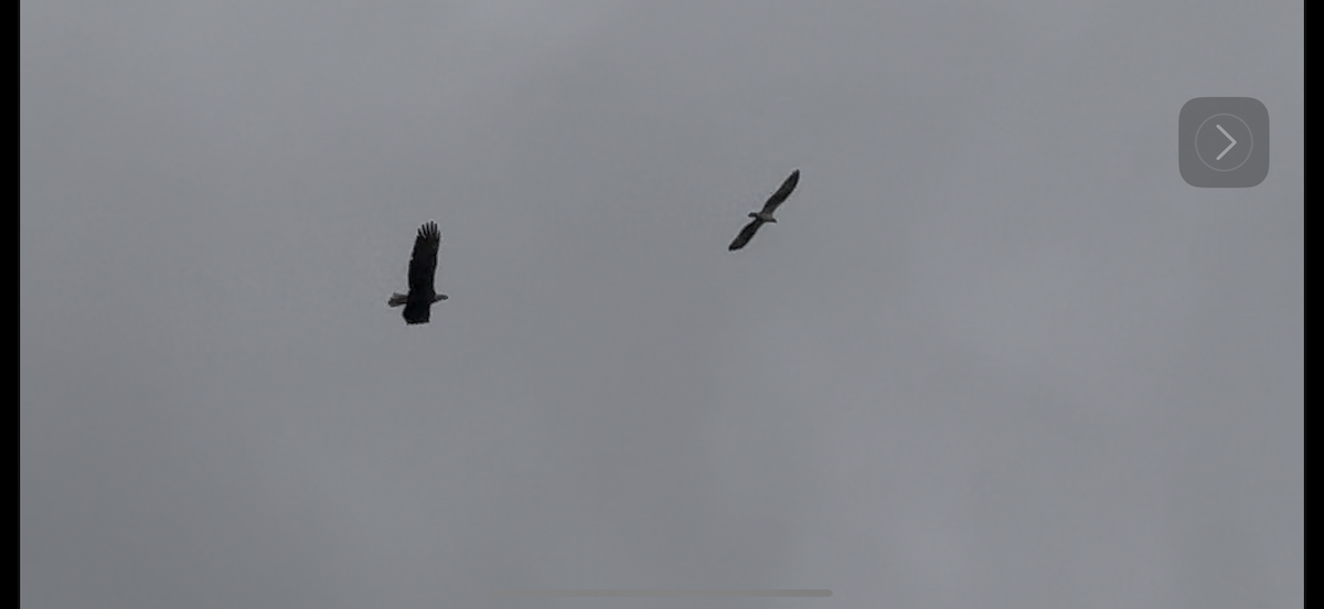 Osprey - ML643803461