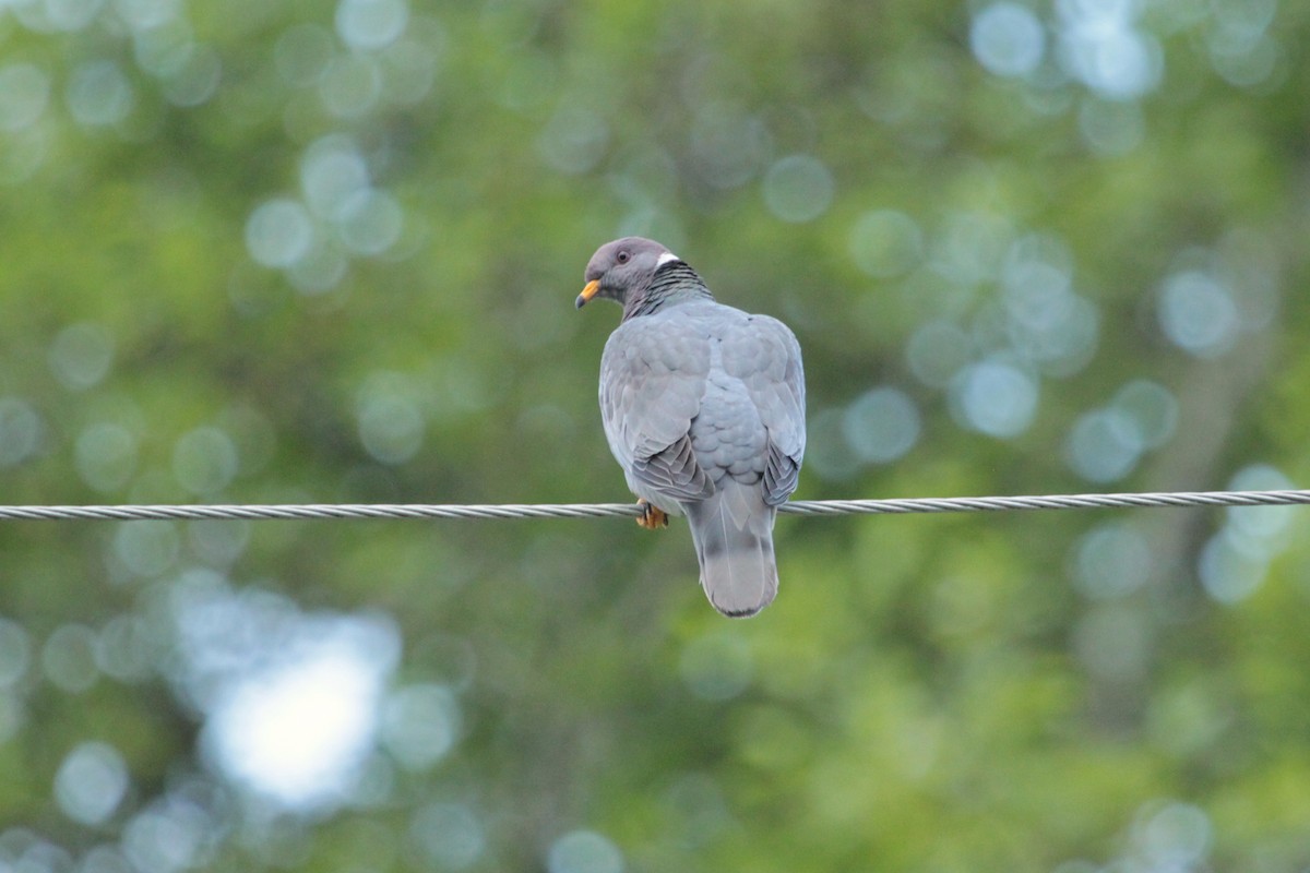 Band-tailed Pigeon - ML643803481