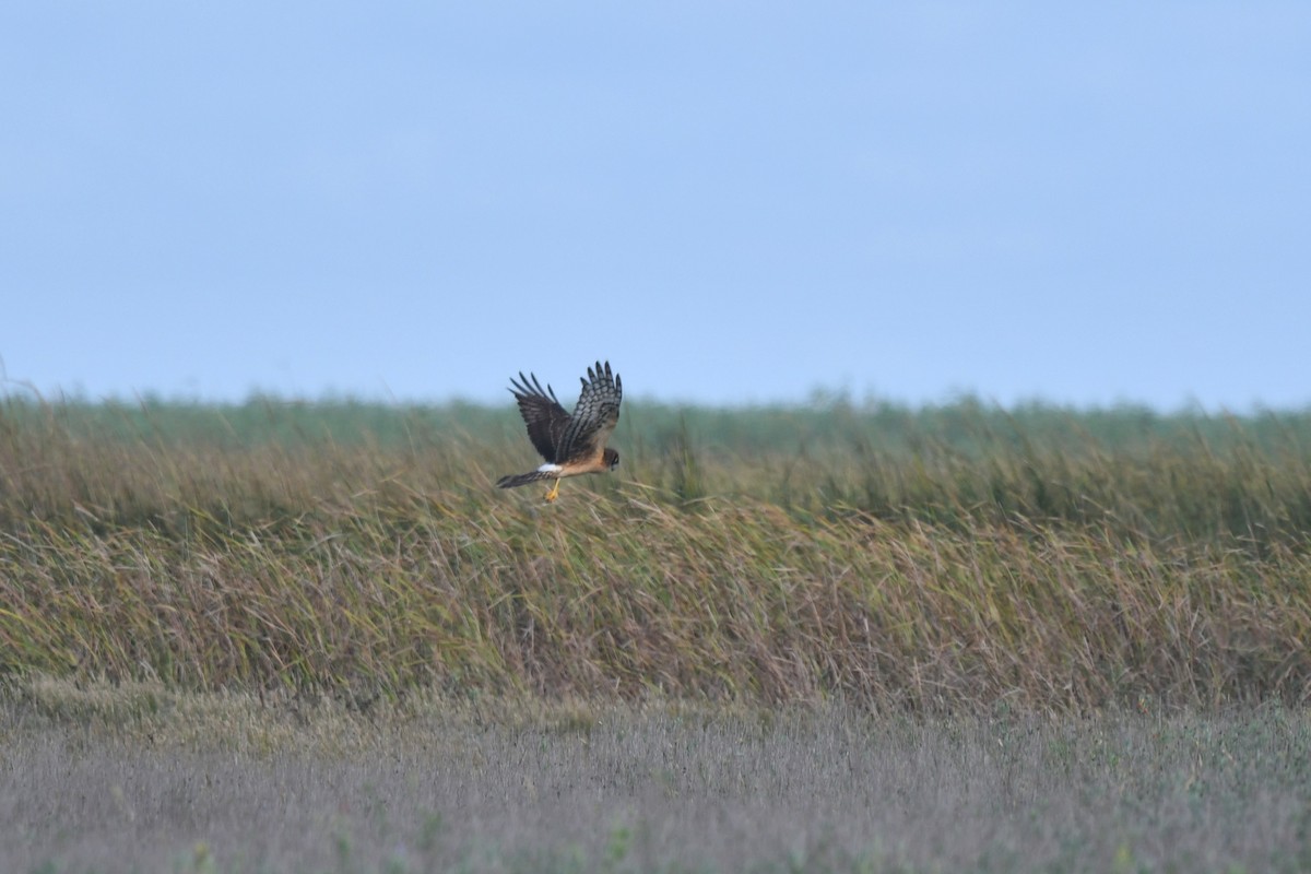 Northern Harrier - ML643803486