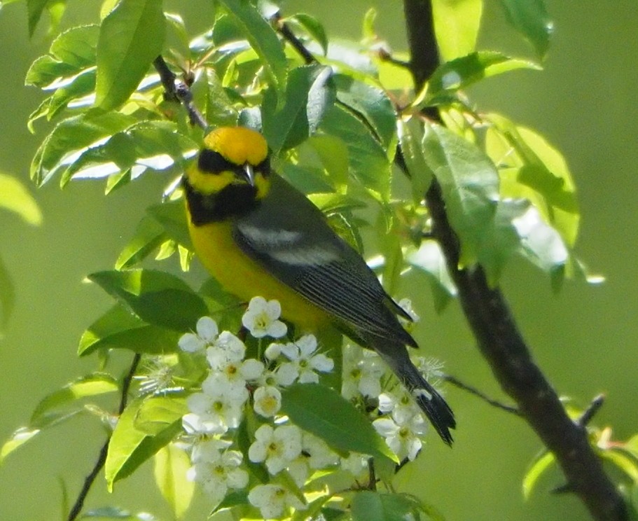 Lawrence's Warbler (hybrid) - ML643803488