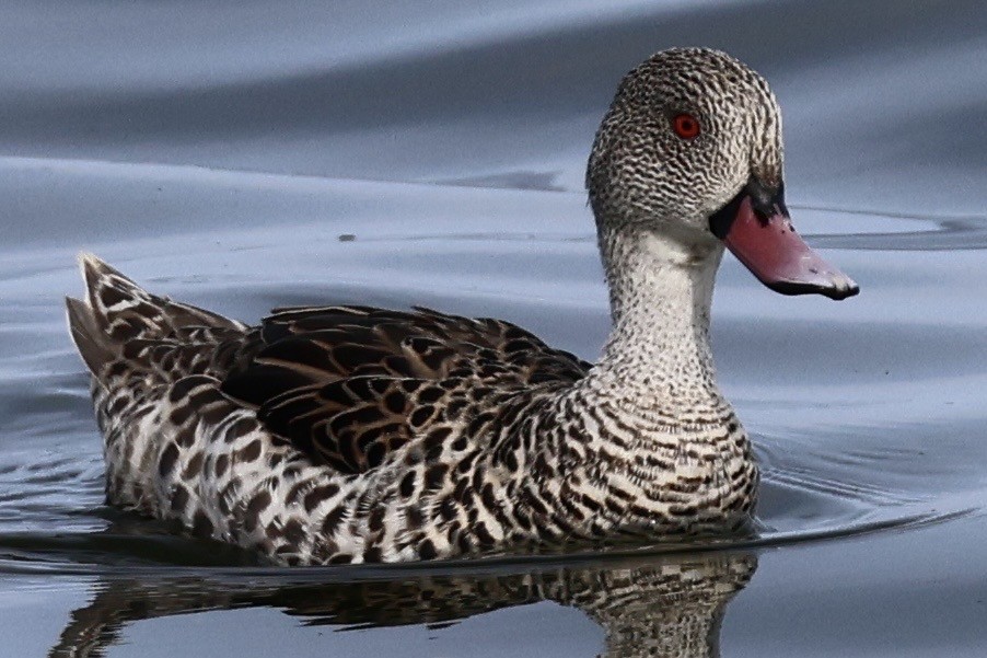 Cape Teal - ML643803499