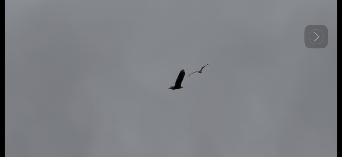 Bald Eagle - ML643803519