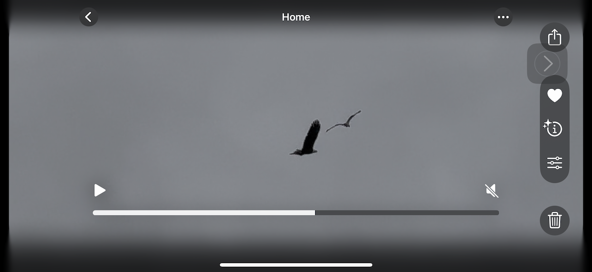 Bald Eagle - ML643803520