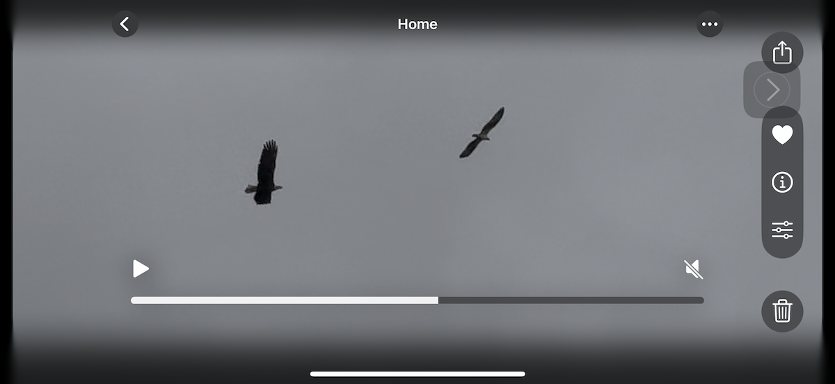 Bald Eagle - ML643803521
