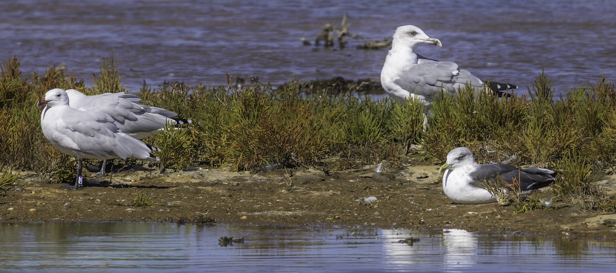 Lesser Black-backed Gull - ML643803530