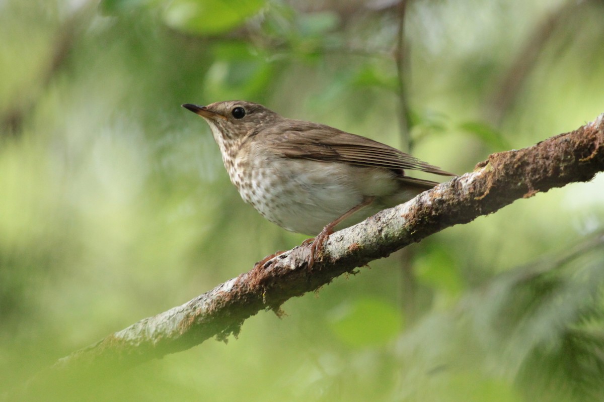 Swainson's Thrush - ML643803532