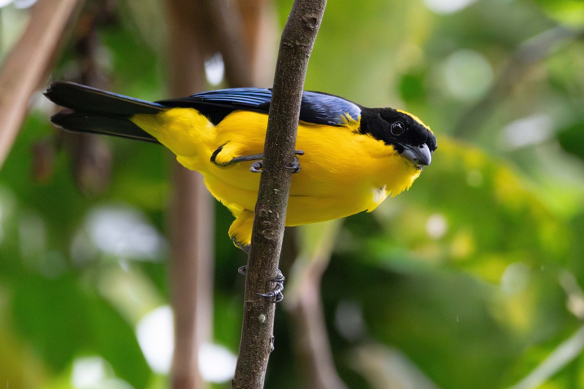 Blue-winged Mountain Tanager - ML643803533