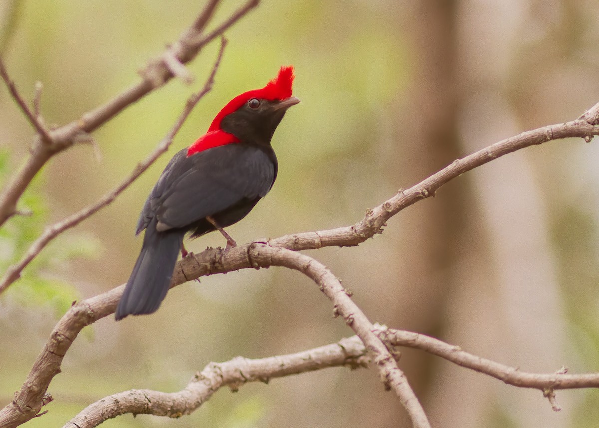 Helmeted Manakin - ML643803536
