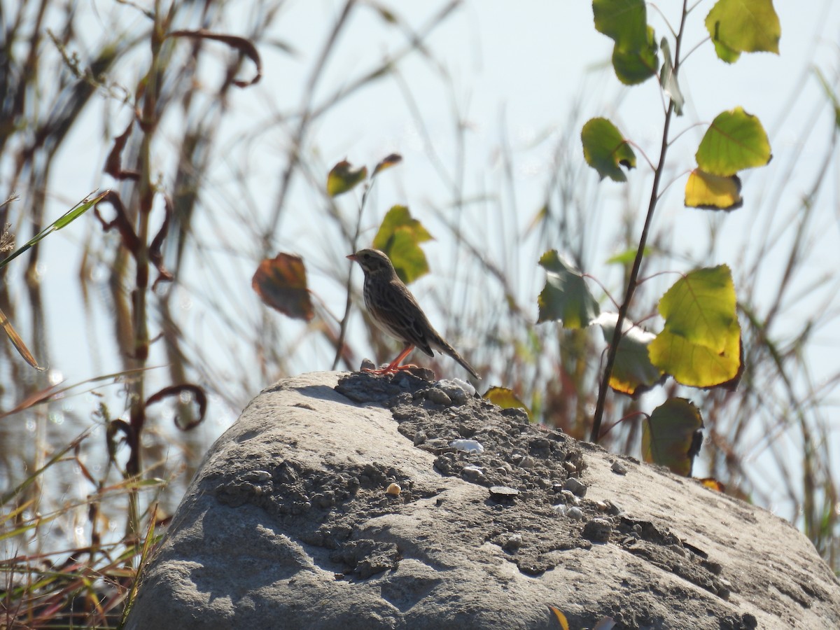 Savannah Sparrow - ML643803555