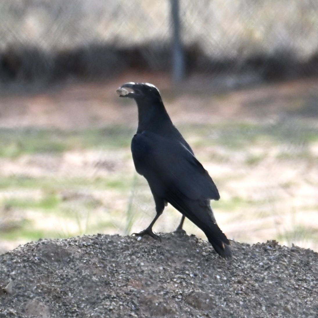 Grand Corbeau - ML643803557