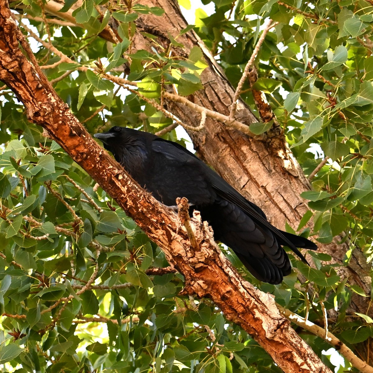 Grand Corbeau - ML643803561
