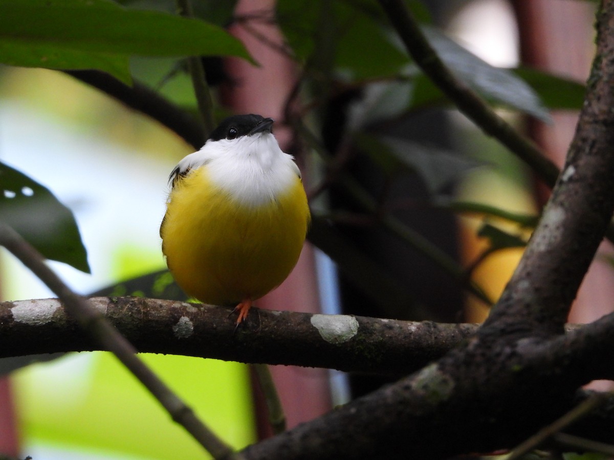 White-collared Manakin - ML643803592