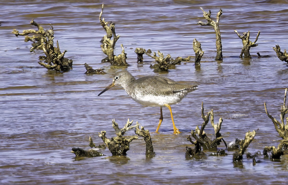 Common Redshank - ML643803604